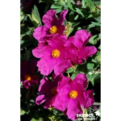 CISTUS pulverulentus...
