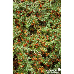 COTONEASTER suecicus...