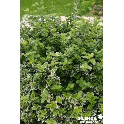 EUONYMUS fortunei 'Emerald...