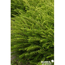 LONICERA nitida Maigrun C2L-Rc