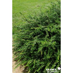 LONICERA pileata C2L-Rc