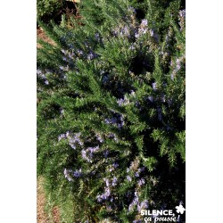 ROMARIN 'Pointe du Raz' FF C2L