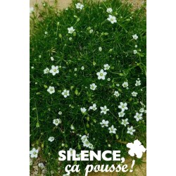 SAGINA subulata C4.5L