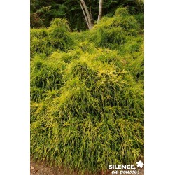 CHAMAECYPARIS pisifera...