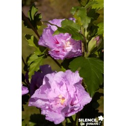 HIBISCUS syriacus 'Lavender...