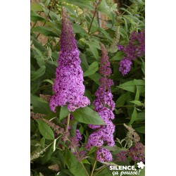 BUDDLEJA davidii Reve de...