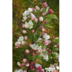 MALUS Perpetu® FF TG C25L