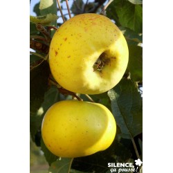 POMMIER 'Transparente de...