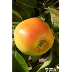 POMMIER 'Winter Banana' FF...