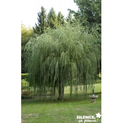 SALIX sepulcralis...