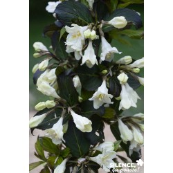 WEIGELA Ebony And Ivory®...