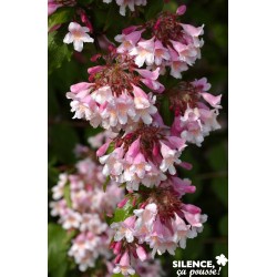 KOLKWITZIA amabilis 'Pink...