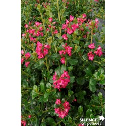 ESCALLONIA 'Pride Of...