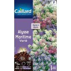 Graines Alysse Maritime...