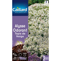 Graines Alysse Odorant...