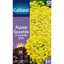 Graines Alysse Saxatile...