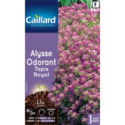 Graines Alysse Odorant...