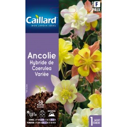 Graines Ancolie Hybride De...