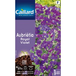 Graines Aubrietia Royal...