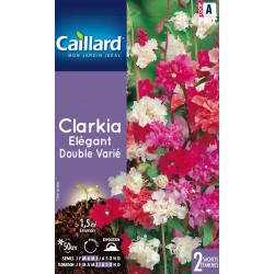 Graines Clarkia Elegant...