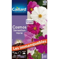 Graines Cosmos Sensation...