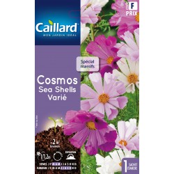 Graines Cosmos Sea Shells...