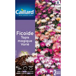 Graines Fleurs Ficoide...