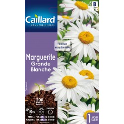 Graines Marguerite Grande...