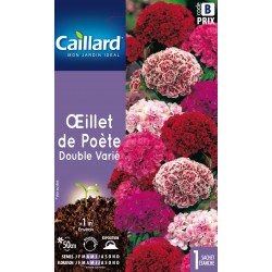 Graines Fleurs Oeillet De...