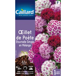 Graines Oeillet De Poete...