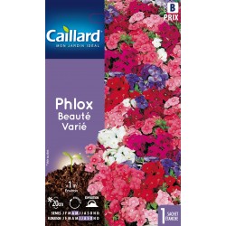 Graines Fleurs Phlox Beaute...