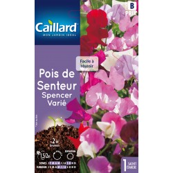 Graines Fleurs Pois De...