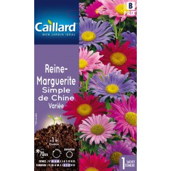Graines Reine-Marguerite...