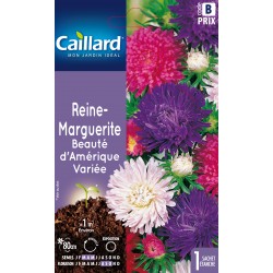 Graines Reine Marguerite...