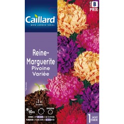 Graines Reine-Marguerite...