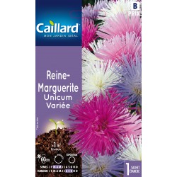 Graines Reine-Marguerite...