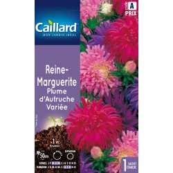 Graines Reine-Marguerite...