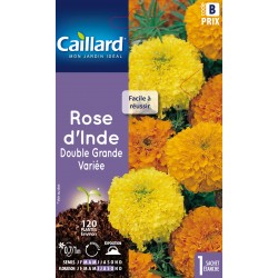 Graines Rose D'Inde Double...