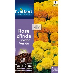 Graines Rose D'Inde Cupidon...