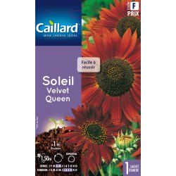 Graines Soleil Velvet Queen...