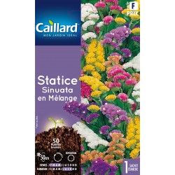 Graines Statice Sinuata En...