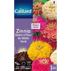 Graines Zinnia Geant À...