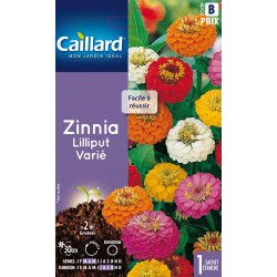 Graines Zinnia Lilliput...
