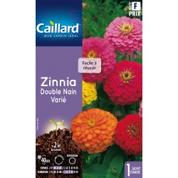 Graines Zinnia Double Nain...