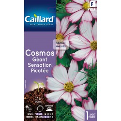 Graines Cosmos Geant...