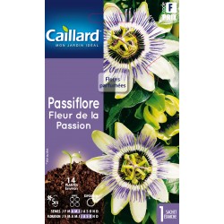 Graines Passiflore Fleur De...