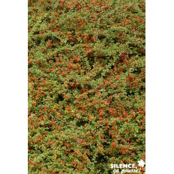 COTONEASTER dammeri FF...
