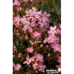 RHAPHIOLEPIS indica...