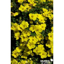 Potentilla Fruticosa Kobold...