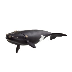 Baleine De L'Atlantique...